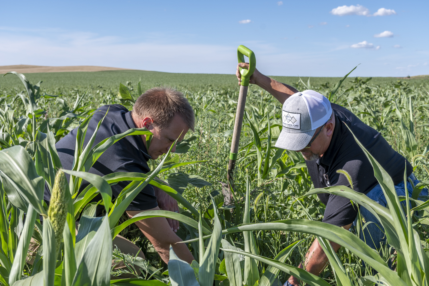 Land and Cattle Partnership